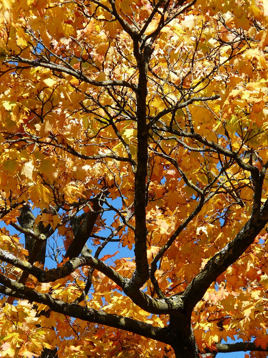 branches, crotch, aesthetic, autumn, colorful, gaudy, contrast, autumn tree, maple, fall color