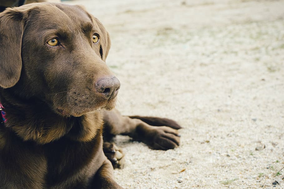 adult chocolate labrador retriever, brown, coated, dog, laying, gray, surface, macro, shot, animal