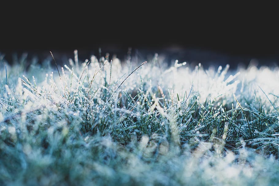 frost, winter, ze, frozen, ice, snow, nature, grass, ground frost, przygruntowy