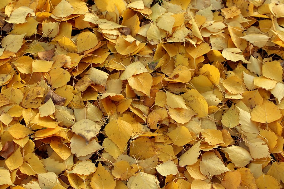 foliage, autumn, birch leaves, november, collapse, season, nature, leaves, park, in the fall - Pxfuel