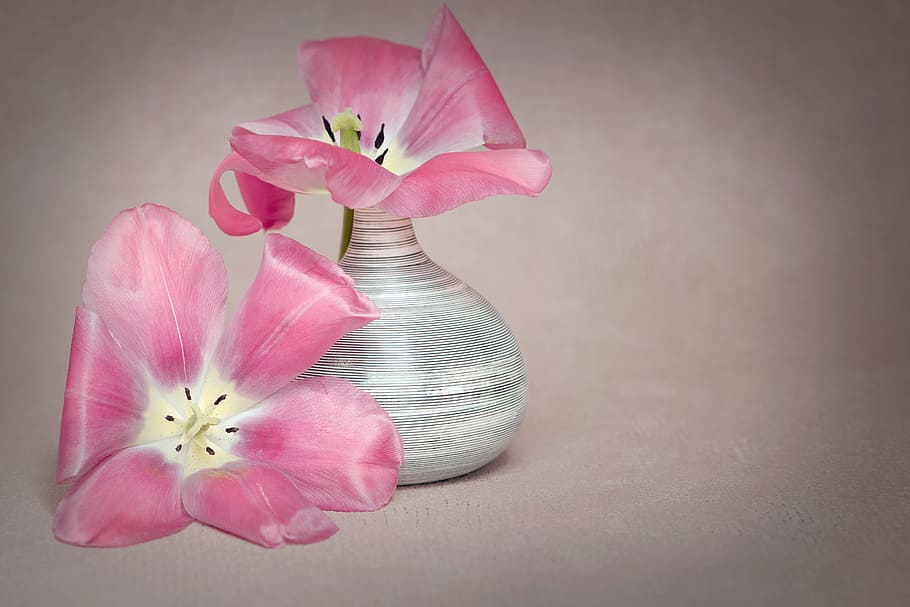 two, pink, petaled flowers, flower, tulips, flowers, dusky pink, petals, stamp, vase