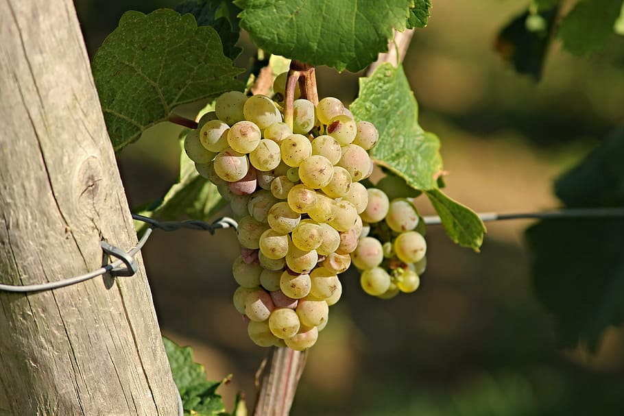 selective, focus photography, white, grapes, grape, wine, rebstock, fruit, winegrowing, vineyard