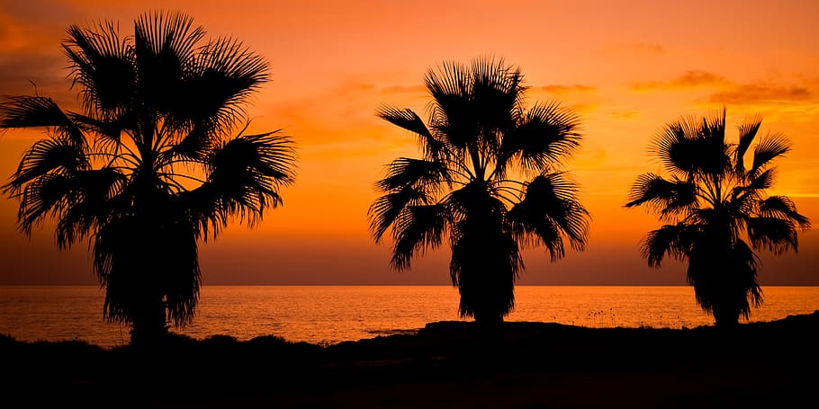 palm trees, seaside, sunset, beach, sea, nature, silhouettes, dusk, afternoon, sky