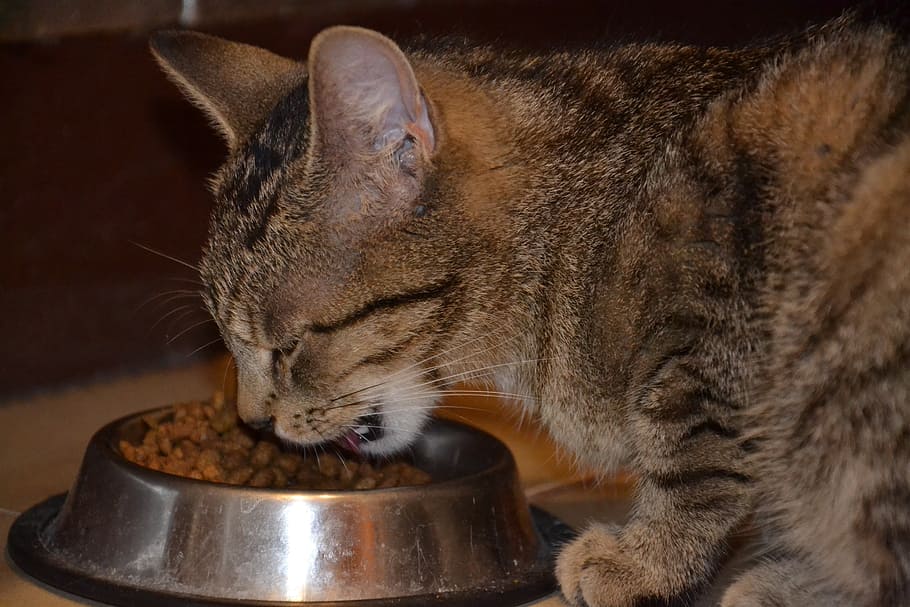 gray, tabby, cat, eating, cat food, stainless, steel pet bowl, dinner, cats, eat