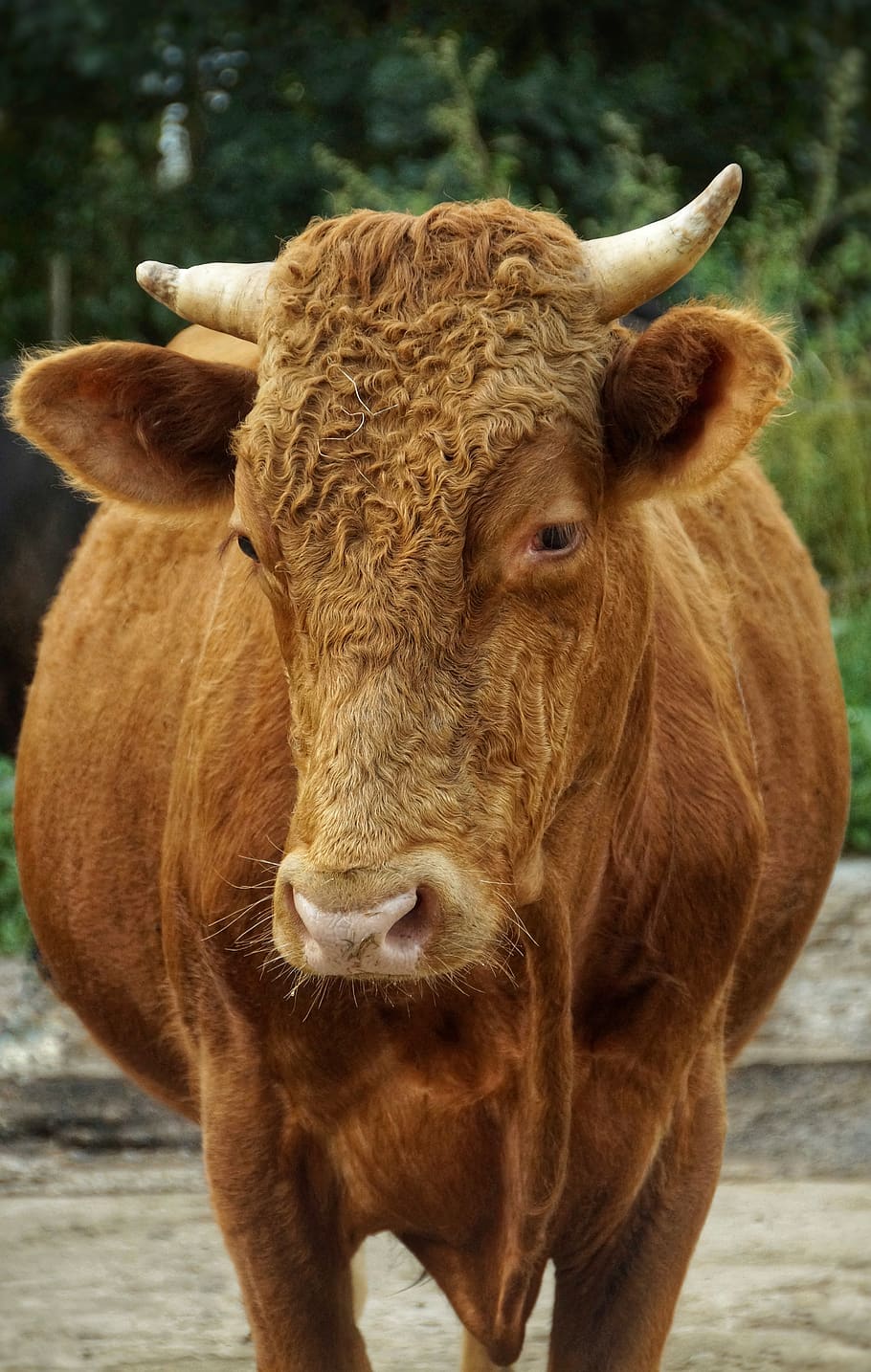 limousin cattle, bull, farm, cattle breeding, horns, portrait, lure, agriculture, vacations, bio
