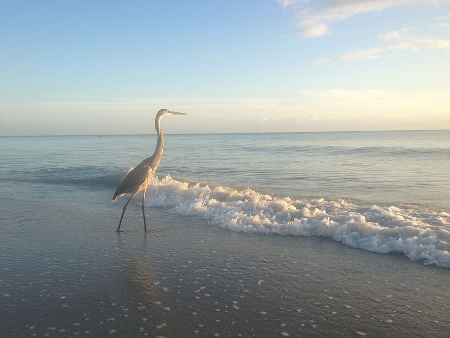 brown, heron, walking, seashore, daytime, beach, sun and sea, florida, bird, gulf of mexico