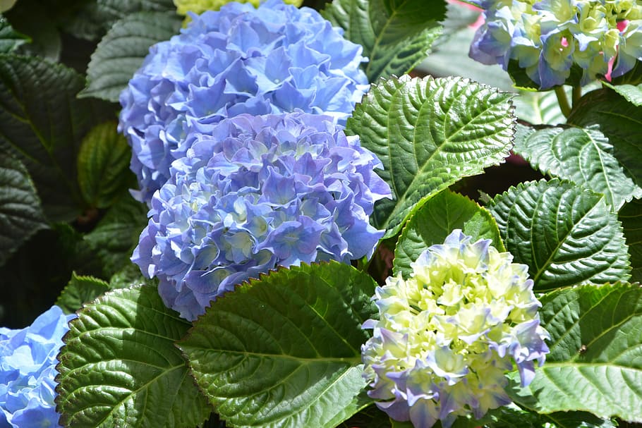 flower, hydrangea blue, plants flowering, nature, leaf, plant, garden, plant part, beauty in nature, flowering plant