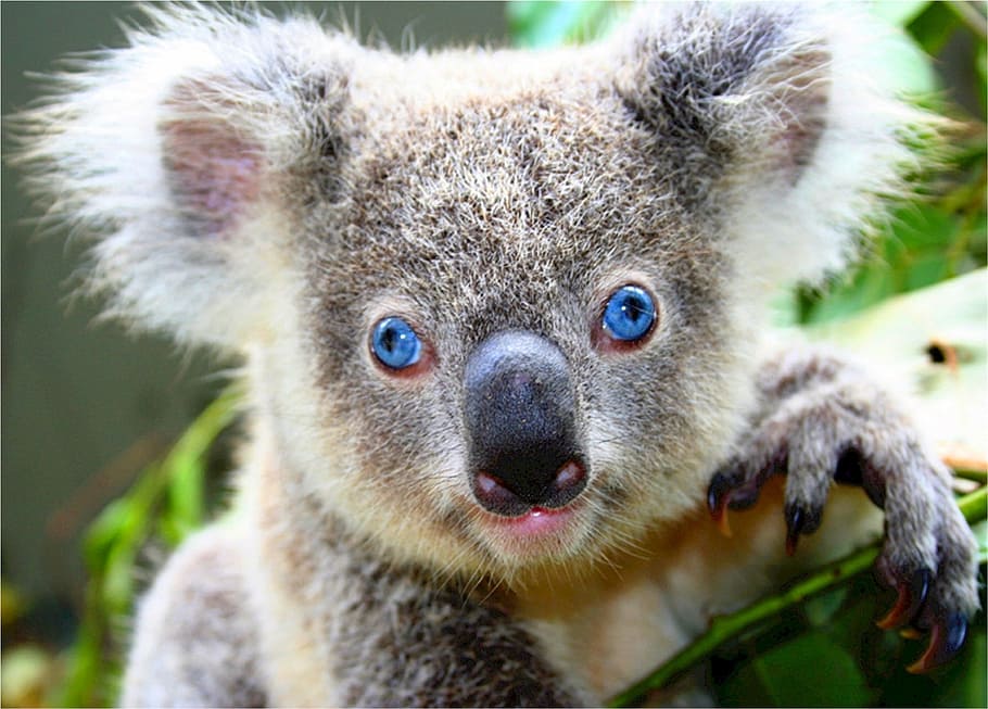 seletivo, foco, coala, urso, foco seletivo, urso coala, fofo, cinza, olhos azuis, único