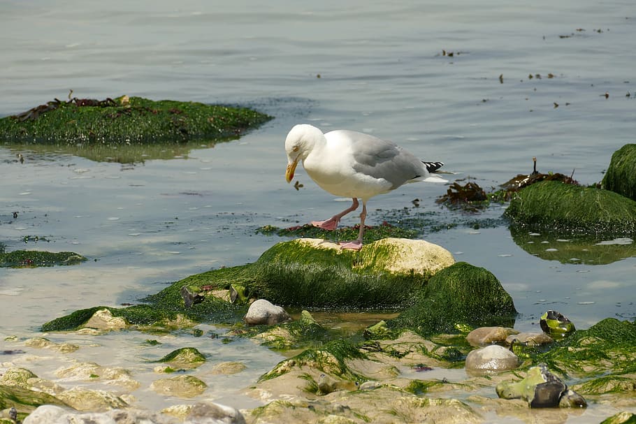 seagull, bird, waterfowl, fauna, sea, ocean, rock, stone, g, seaweed