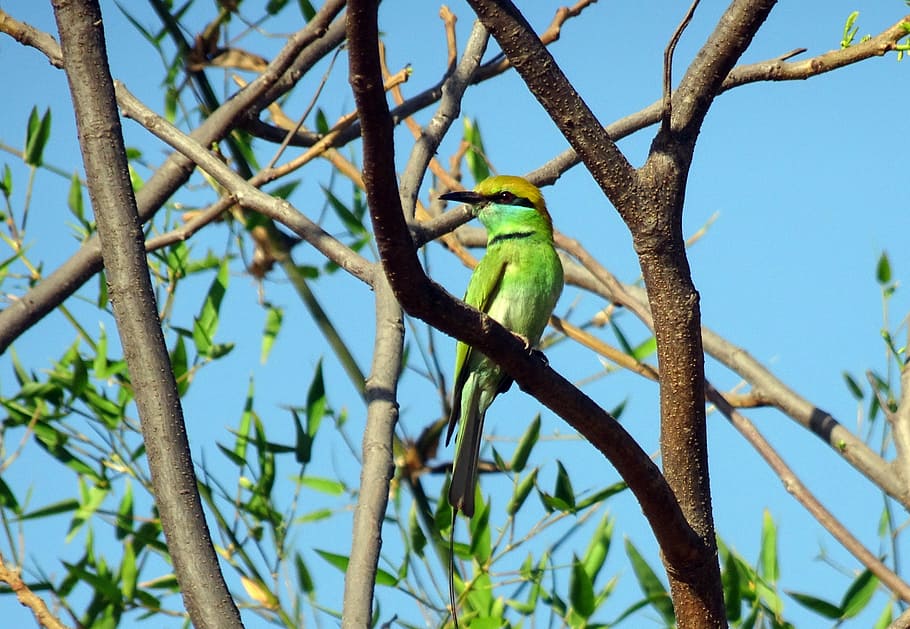 Bird, Green Bee-Eater, Merops Orientalis, little green bee-eater, passerine, fauna, wildlife, perching, wild, small