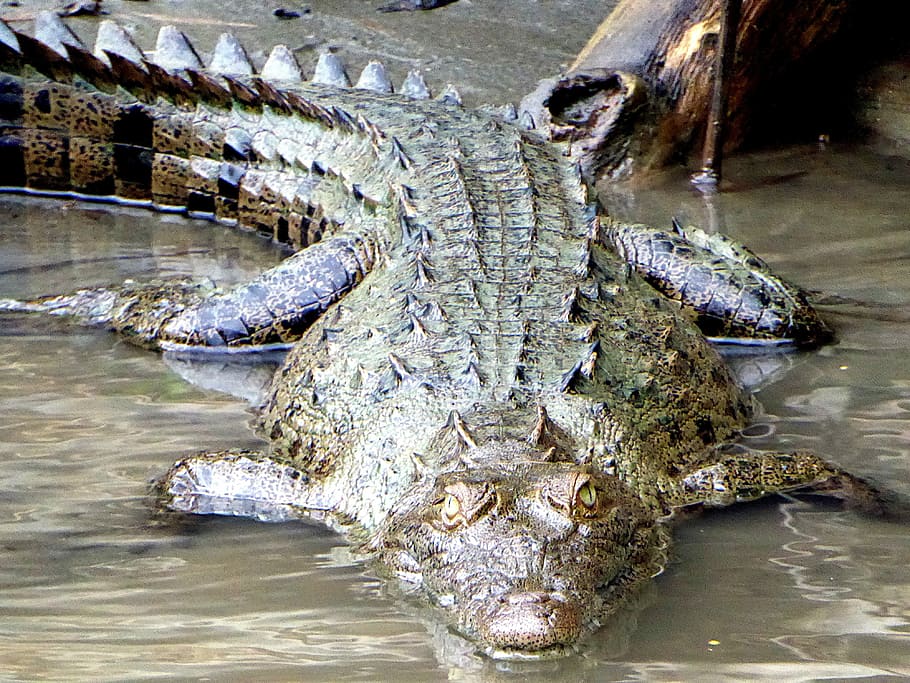 Caiman, Tortuguero, Costa Rica, young, tortuguero, costa rica, reptile, crocodile, animals in the wild, animal scale, danger