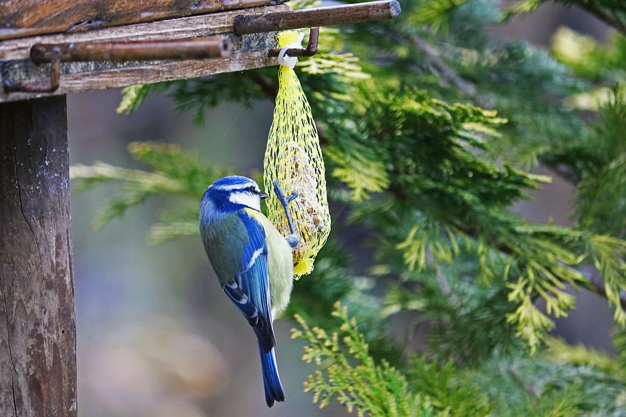 Tit biru, burung, kecil, hewan, dada, burung kecil, bulu, alam, mencari makan, taman