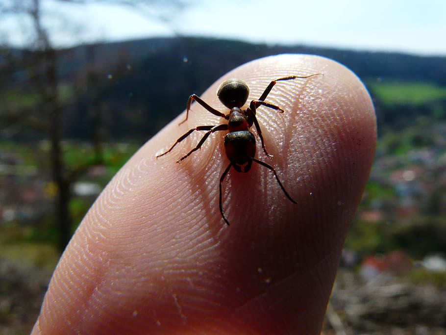 hormiga de madera roja, hormigas, animal, dedo, mano humana, invertebrado, parte del cuerpo humano, fauna animal, insecto, mano