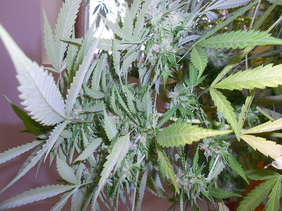 крупный размер растений марихуаны