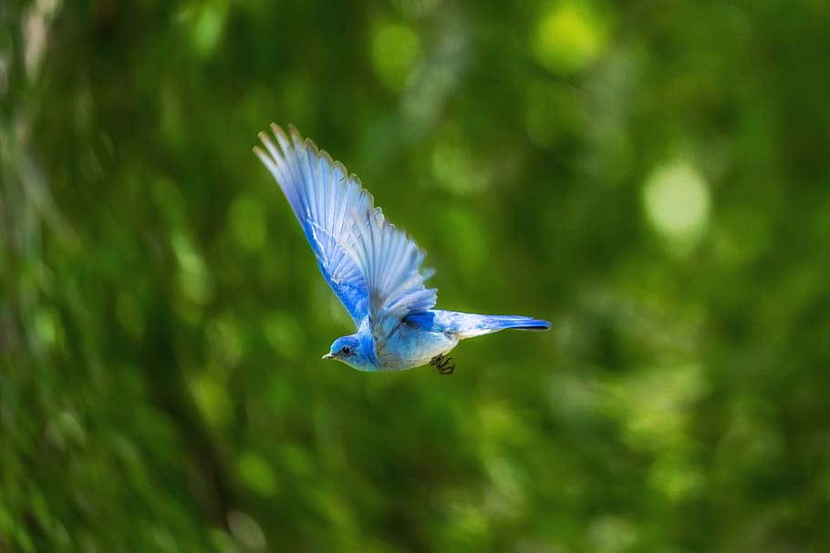 azul, pájaro, animal, volador, naturaleza, verde, planta, desenfoque, bokeh, un animal