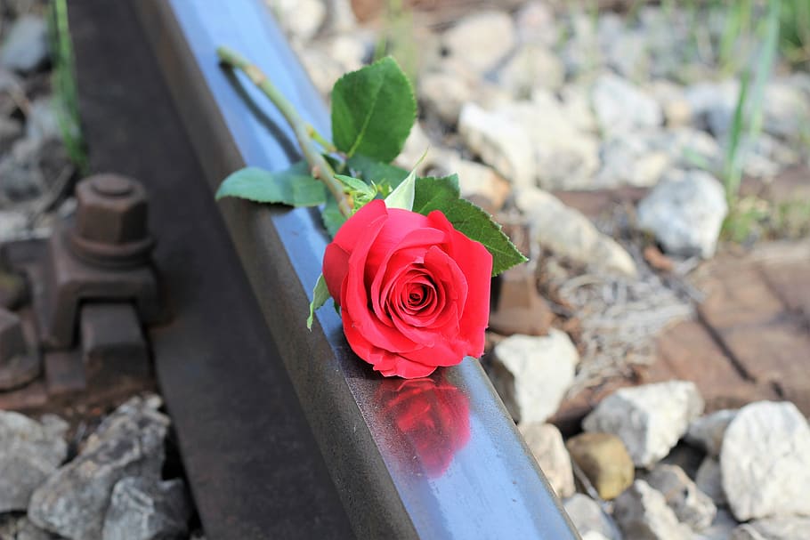 close-up photo, red, rose, red rose, railway, stop suicide, tragedy, sadness, depression, heavy loss