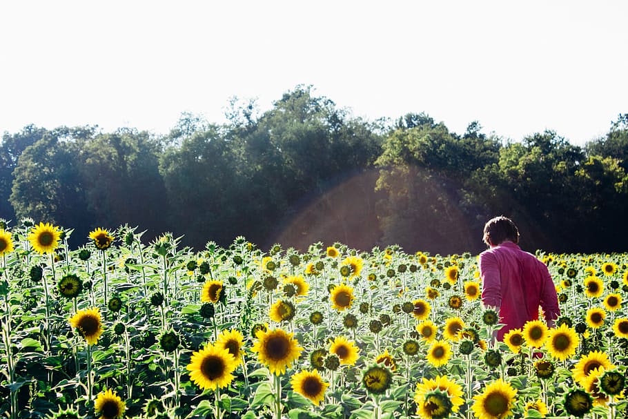 person, standing, field, sunflowers, red, collared, top, next, garden, plants