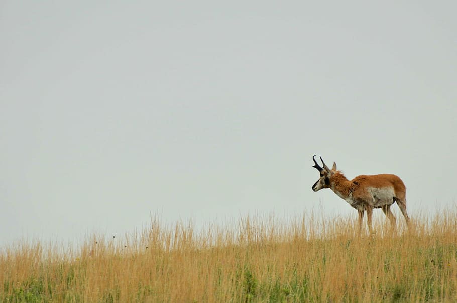 antelope, landscape, nature, wildlife, natural, wild, scenery, animal, mammal, animals In The Wild