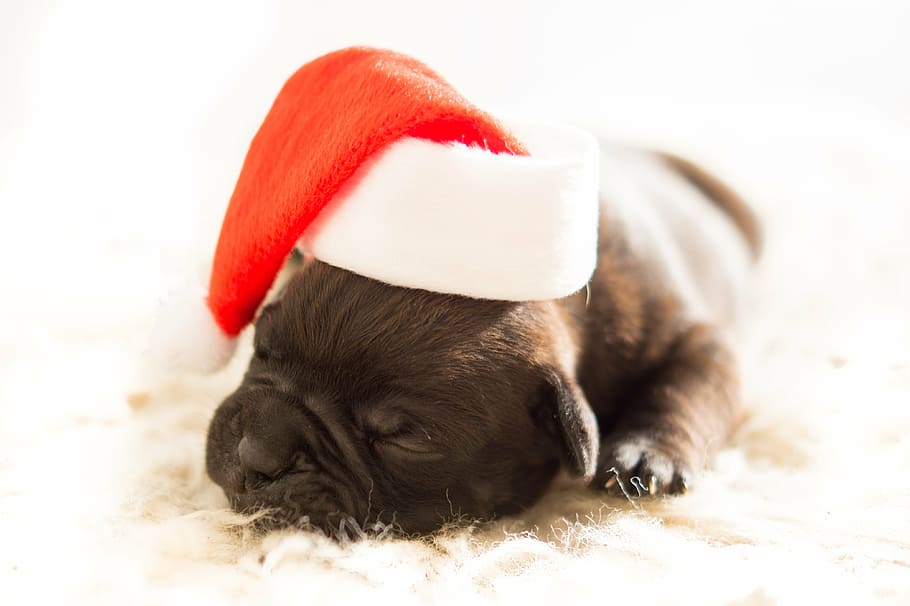 berlapis pendek, coklat, anak anjing, putih, permukaan, santa, claus, topi, sedang tidur, bulldog