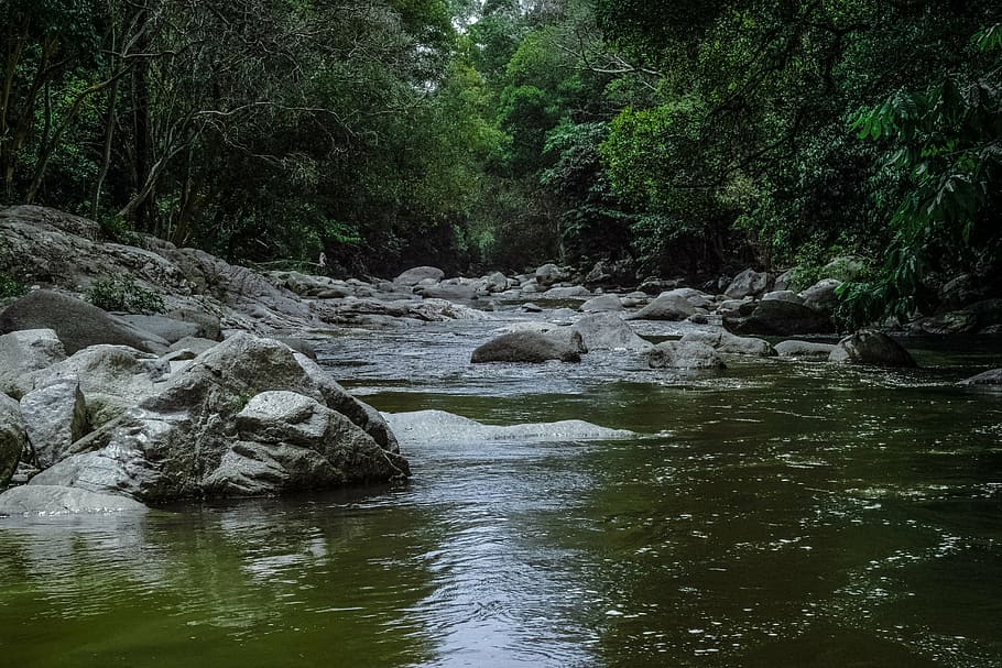 water stream, surrounded, trees, empty, running, river, nature, water, stream, rocks
