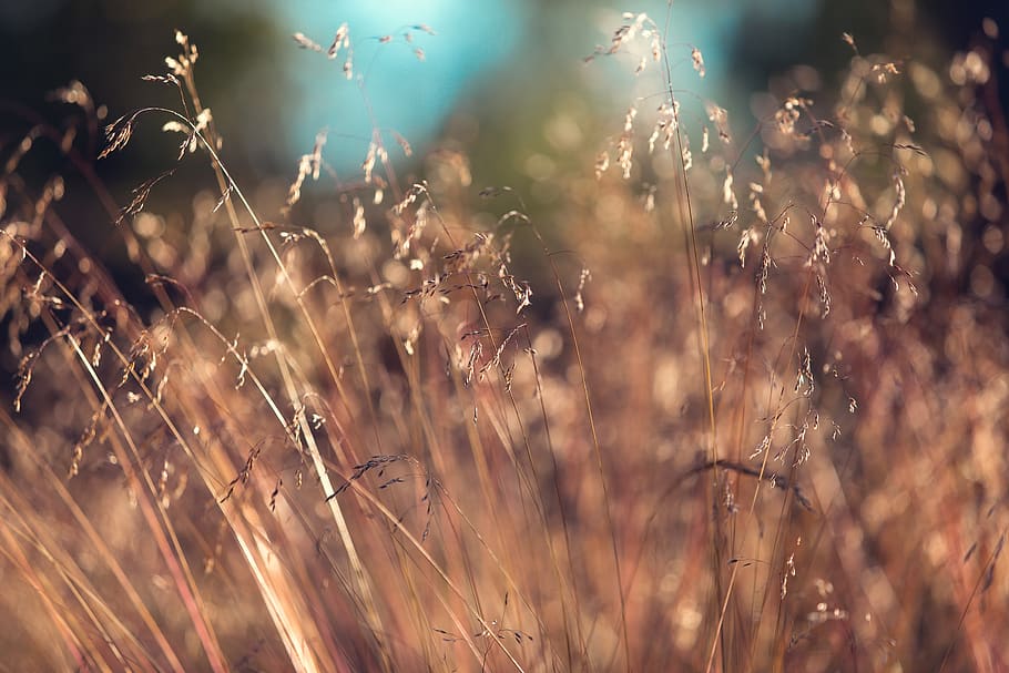 nature, grass, wheat, field, autumn, fall, sway, brown, still, bokeh
