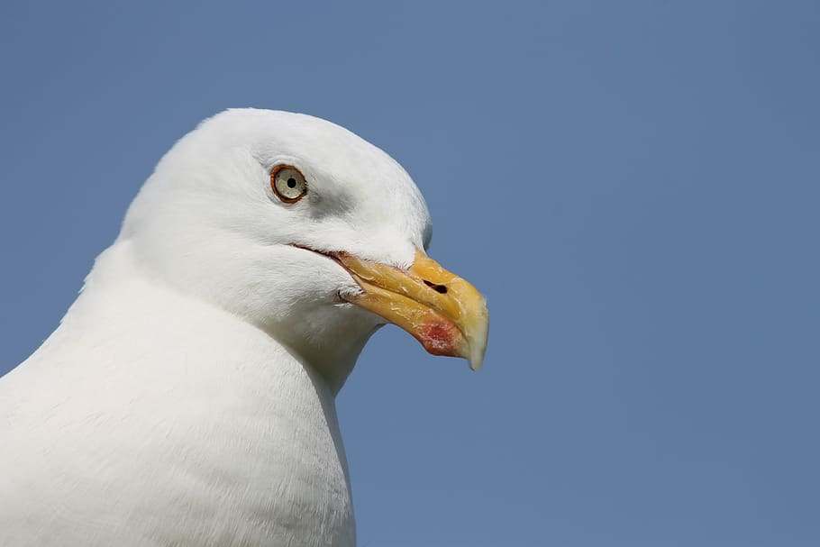 herring gull, seagull, seevogel, larus argentatus, large gull, animal, species, water bird, nature, larus