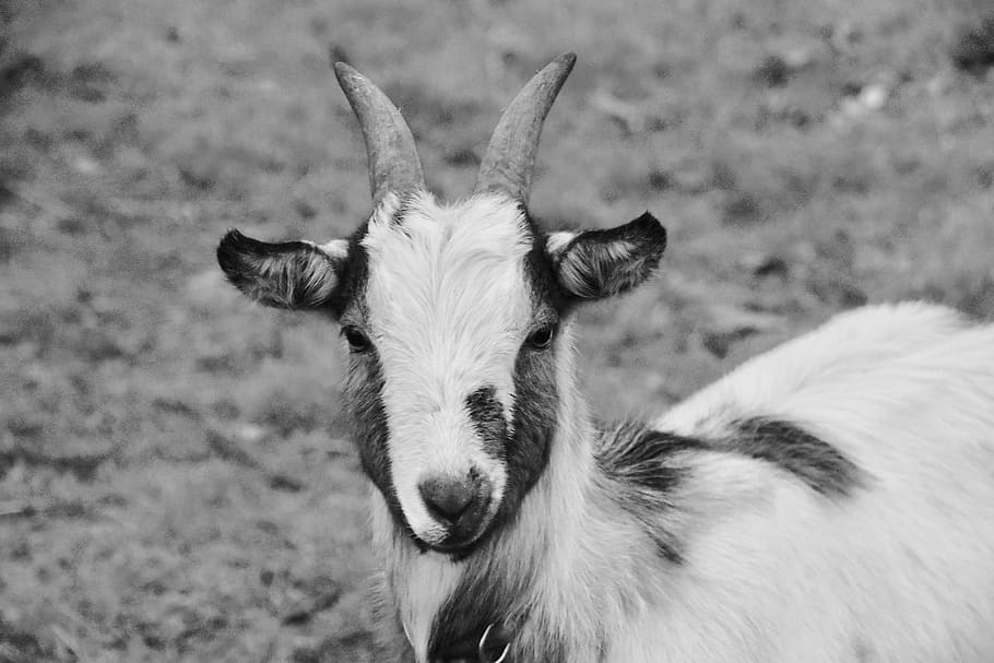 goat, black and white, young goat, kid, ibex, goat walk chamoisé spotted, horn, herbivore, prairie, ruminants