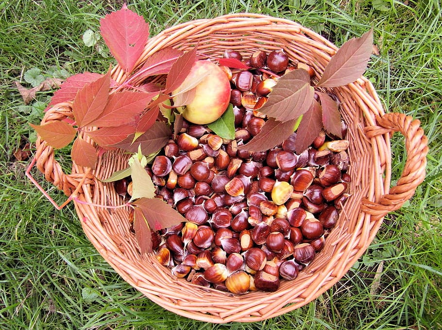maroni, fall, autumn, sweet chestnuts, autumn fruits, basket, decoration, vine, colorful, red