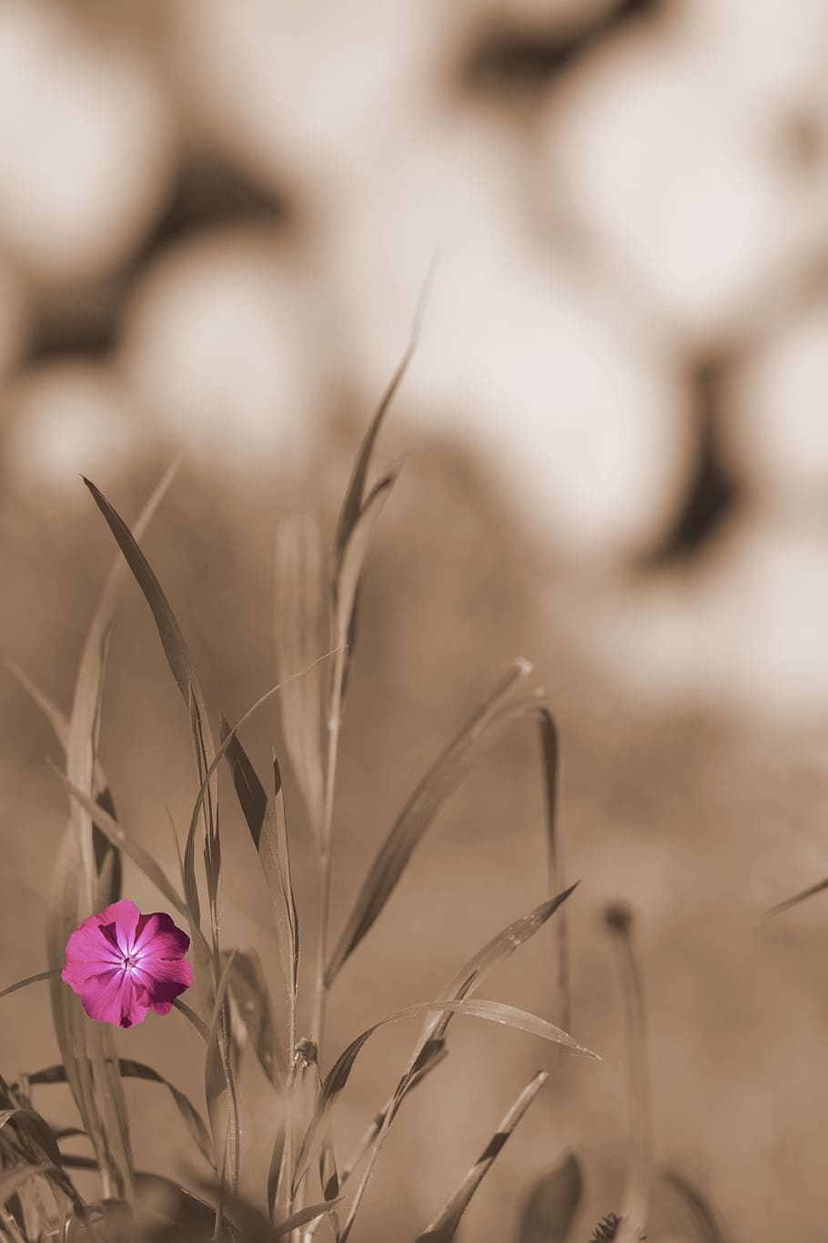 selective, focus photography, pink, petaled flower, Garden, Grass, Meadow, Flower, Sepia, background