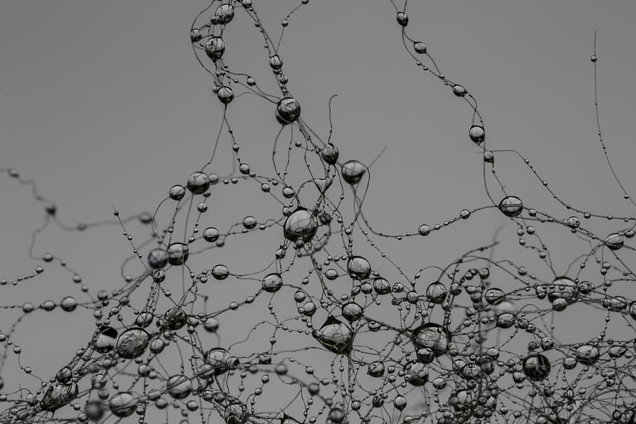 drop, network, synapse, pearl, gray, raindrop, villa, nature, plant, branch