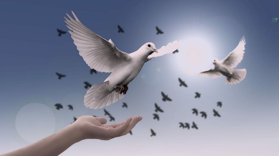 pigeon flying illustration, religion, faith, dove, hand, trust, god, pray, prayer, peace