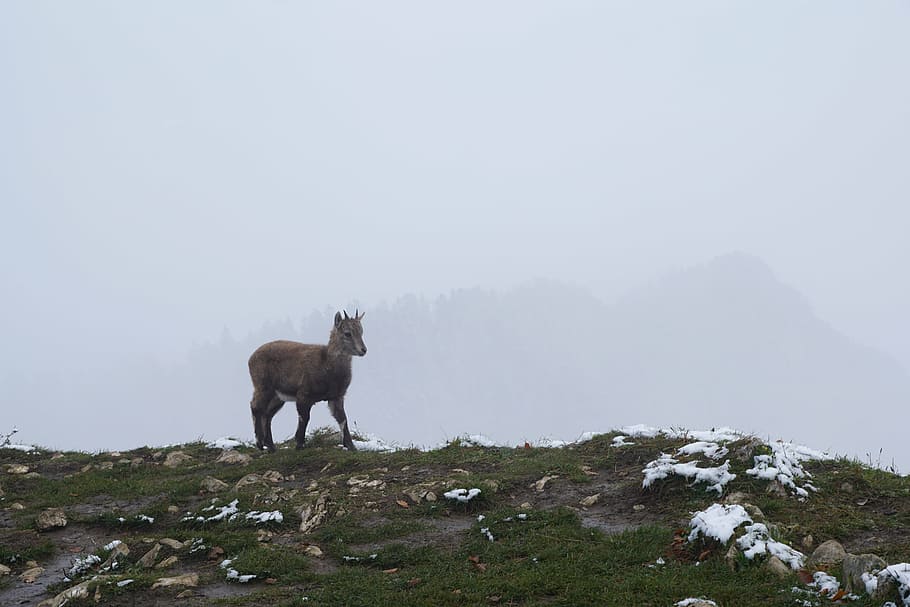 gams, mountains, winter, creux du van, switzerland, jura, mammal, animal, animal themes, fog