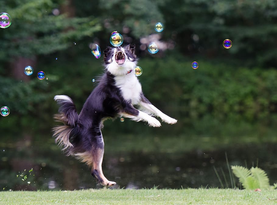 взрослый, черный, белый, бордер-колли, игра, мыльные пузыри, дневное время, собака гонится за пузырями, игривая, одно животное