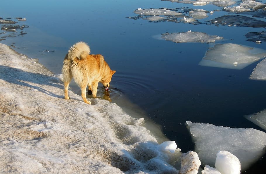 Primavera, el hielo se está derritiendo, perro, perro rojo, golfo de Finlandia, agua, bahía, clima, playa, día
