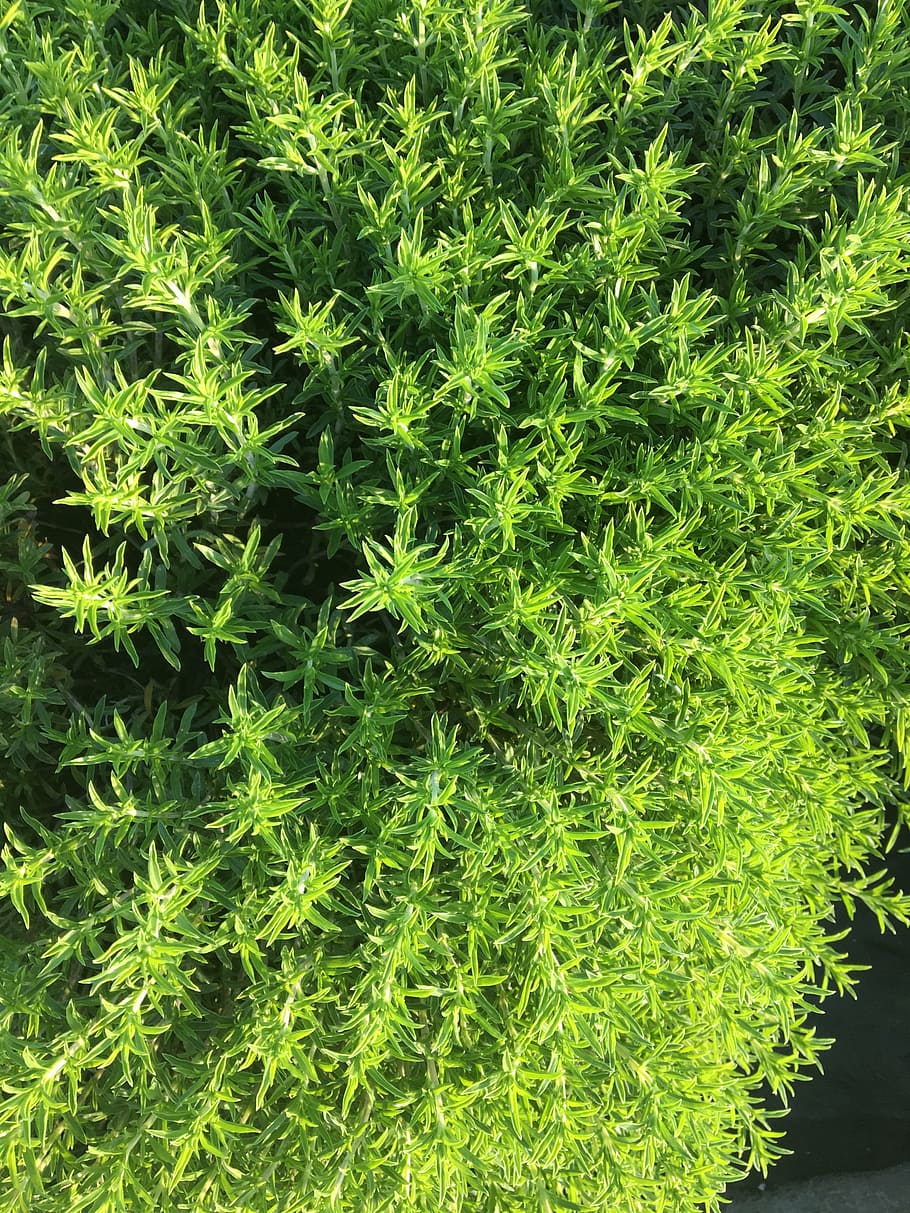 thyme, plant, herbs, green, nature, herb, garden, aroma, spice, leaves