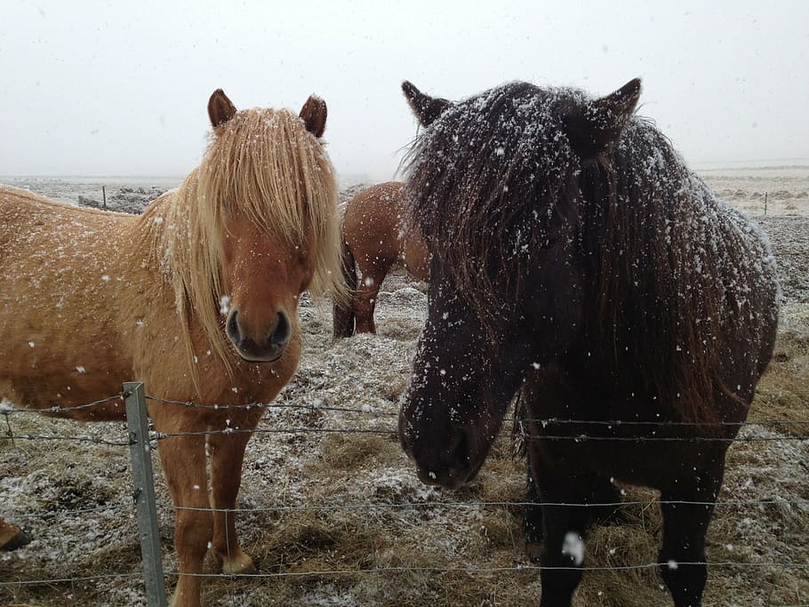 icelandic horses, iceland, horses in snow, horse, countryside, wild horse, rural, horses, carol colman, animal