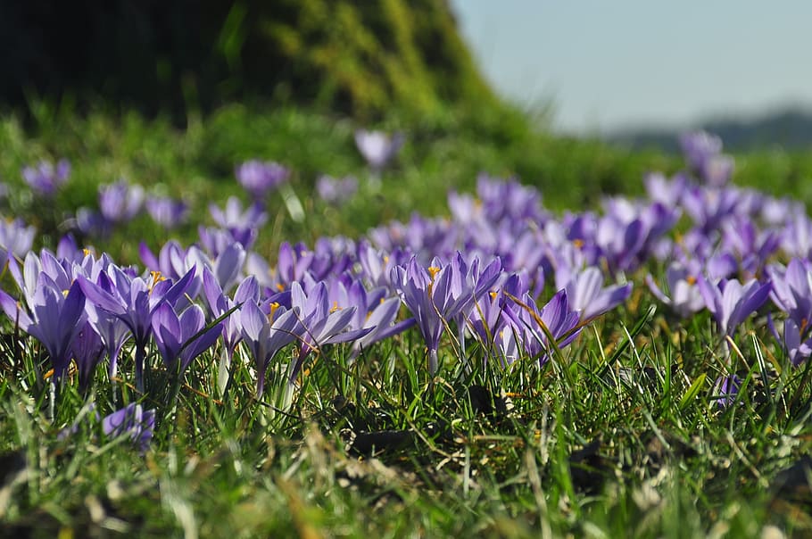 closeup, purple, petaled floweras, crocus, zavelstein crocus flower, black forest, spring, easter, flowering plant, flower