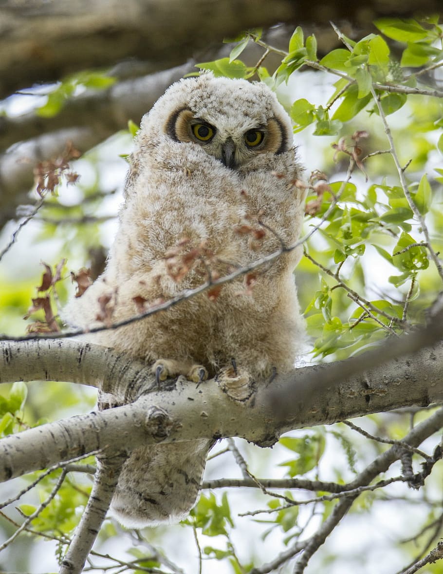 brown, gray, owl, tree branch, great horned owl, chick, tree, predator, wildlife, perched