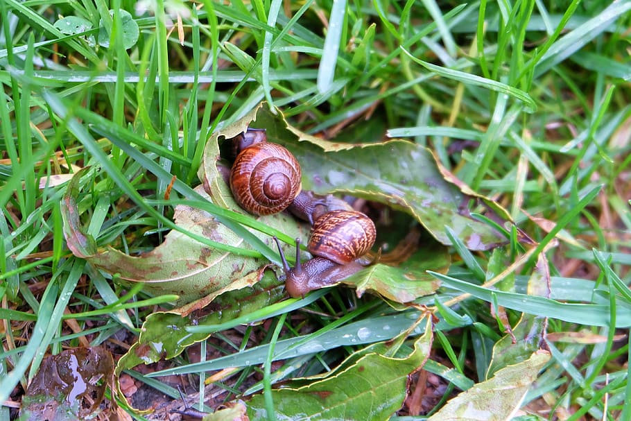 snail, grass, slug, nature, snails, slugs, closeup, mollusk, gastropod, invertebrate