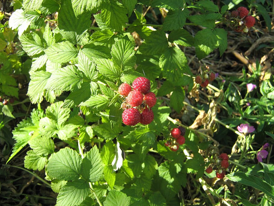 malina, fruit, bush, the plot, leaf, plant part, healthy eating, food, berry fruit, growth