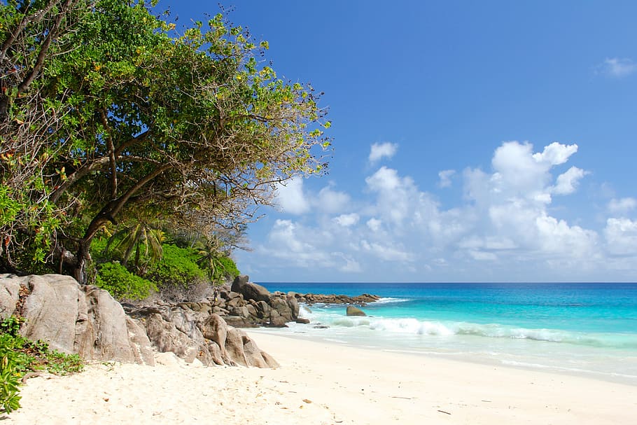trees on seashore, seychelles, beach, beautiful beach, indian ocean, travel, palm trees, sea, tropical, island