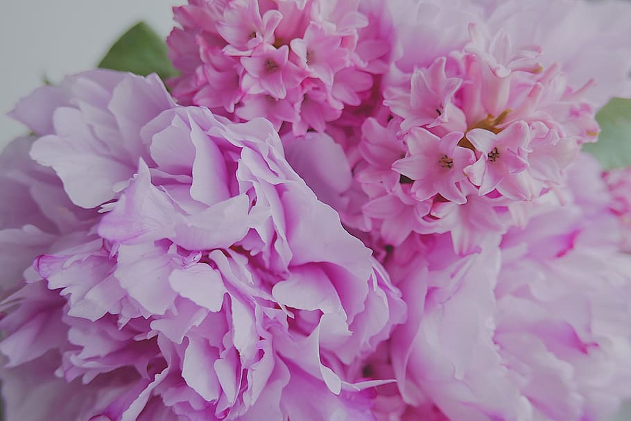 closeup, photography, pink, white, clustered, flower, floral, wedding, fuschia, blossom