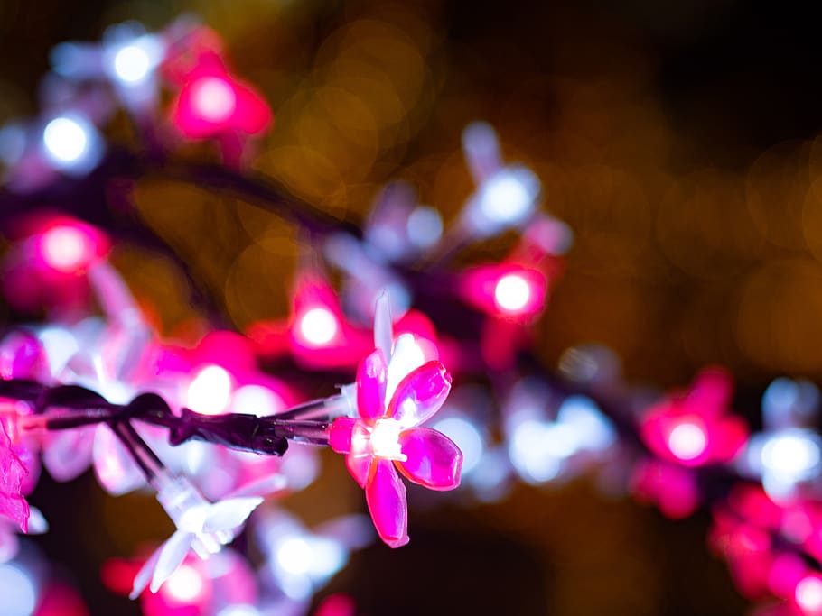 illumination, night, flowers, cherry blossoms, lighting, light, japan, pink color, plant, close-up