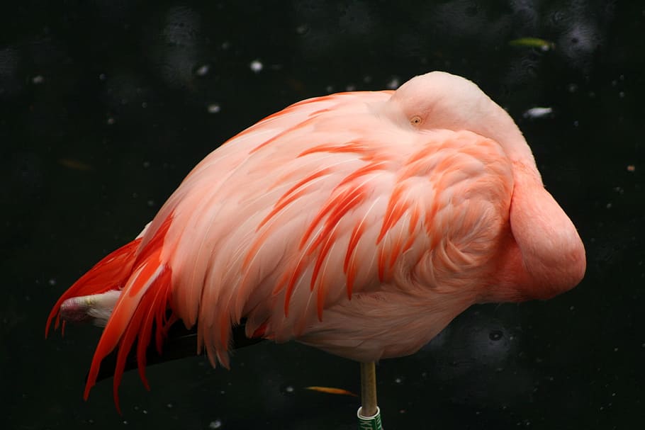 ピンクのフラミンゴ 眠っている 鳥 フラミンゴ 動物テーマ 動物 野生動物 動物野生動物 脊椎動物 1匹の動物 Pxfuel