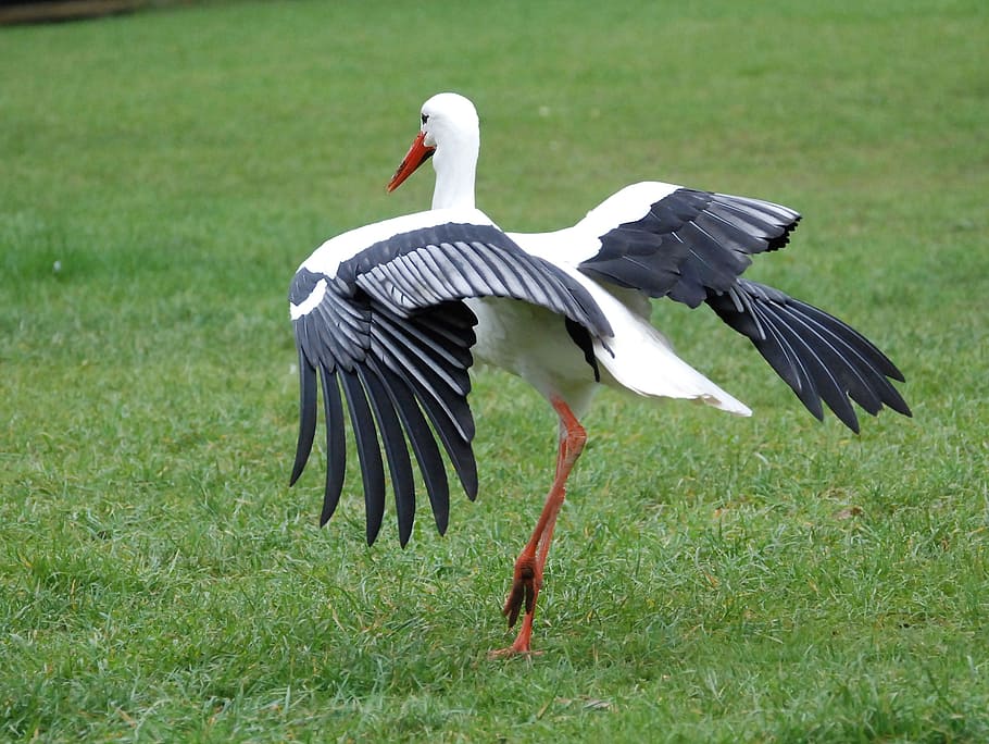 crane, spreading, wings, field, stork, bill, beak, white, feather, bird