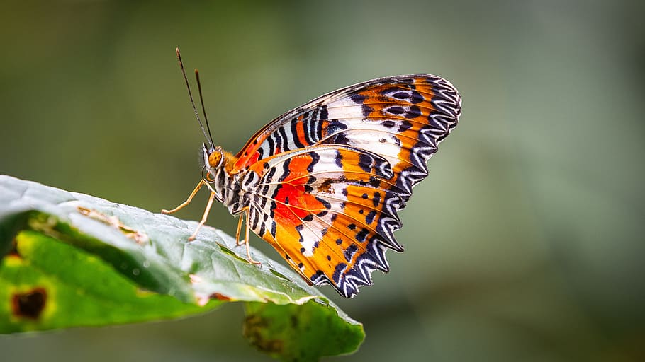 leopard lacewing, butterfly, bali, wildlife, nature, flora, leaf, garden, insect, outdoors