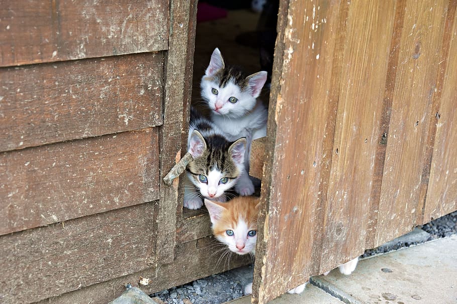 three, tabby, kittens, peeking, door, cute, cat, animal, portrait, pet