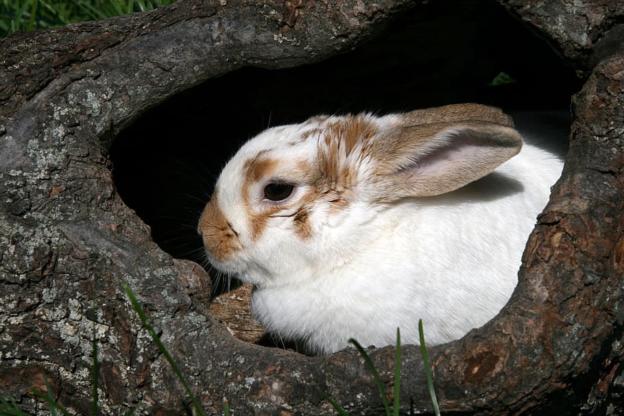 white, brown, rabbit, inside, tree truck, bunny, log, hollow log, animal, animal themes