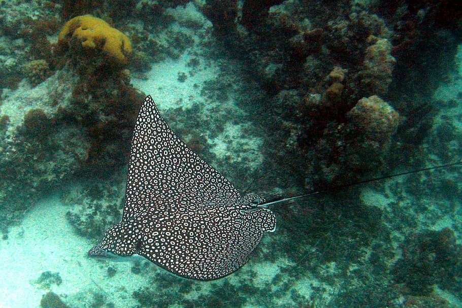 black, gray, stingray, corals, Spotted, Eagle, Ocean, Reef, ray, spotted, eagle, ocean