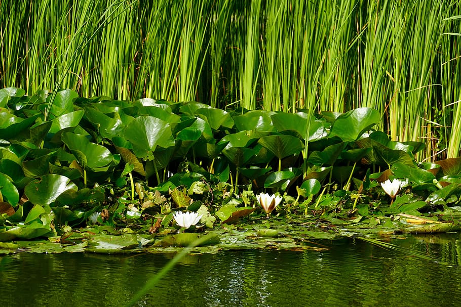 pond, water, reed, water lily, nature, park, flower, water plant, water plants, ditch